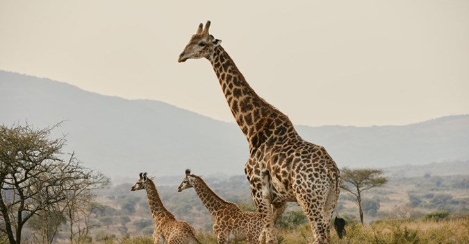 Club Med South Africa Beach & Safari